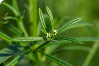 Cleavers Aerial Parts