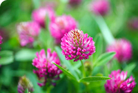 Red Clover Blossom